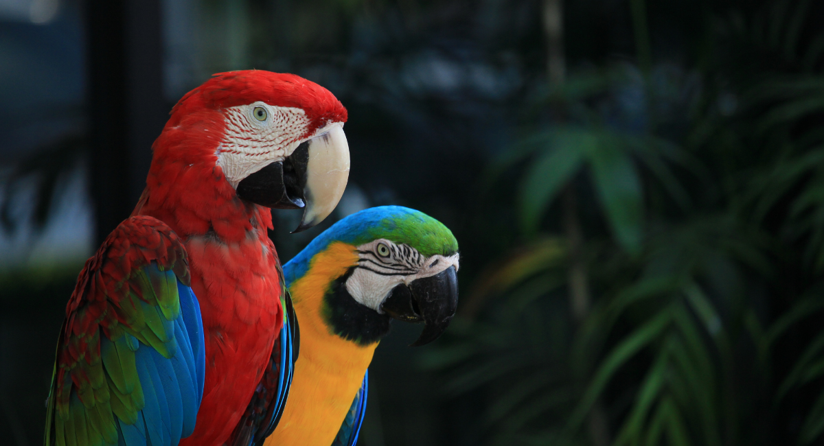 Newsletter images (1200 × 1000 px) (3) Cercabono ICROA